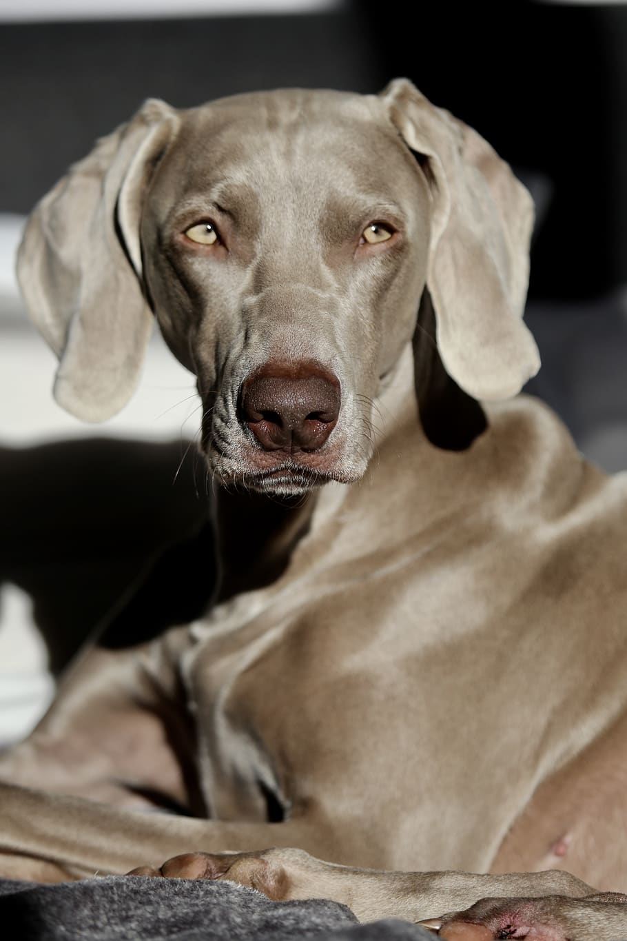 grey weimaraner puppy free image | Peakpx