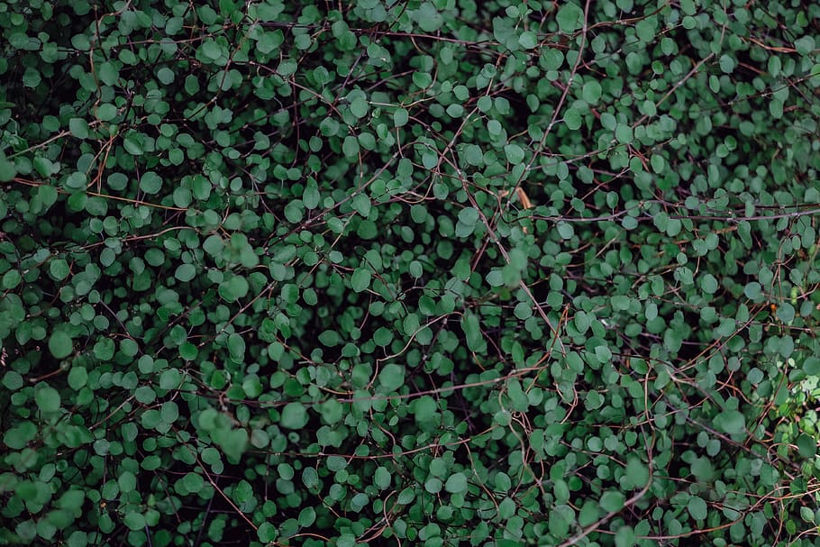green, minimal, pattern, nature, botanical, plant, bound, growth HD wallpaper