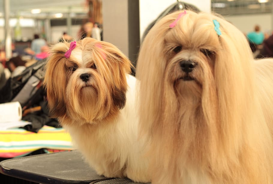dogshow, lhasa apso, long-haired, father and daughter, mammal