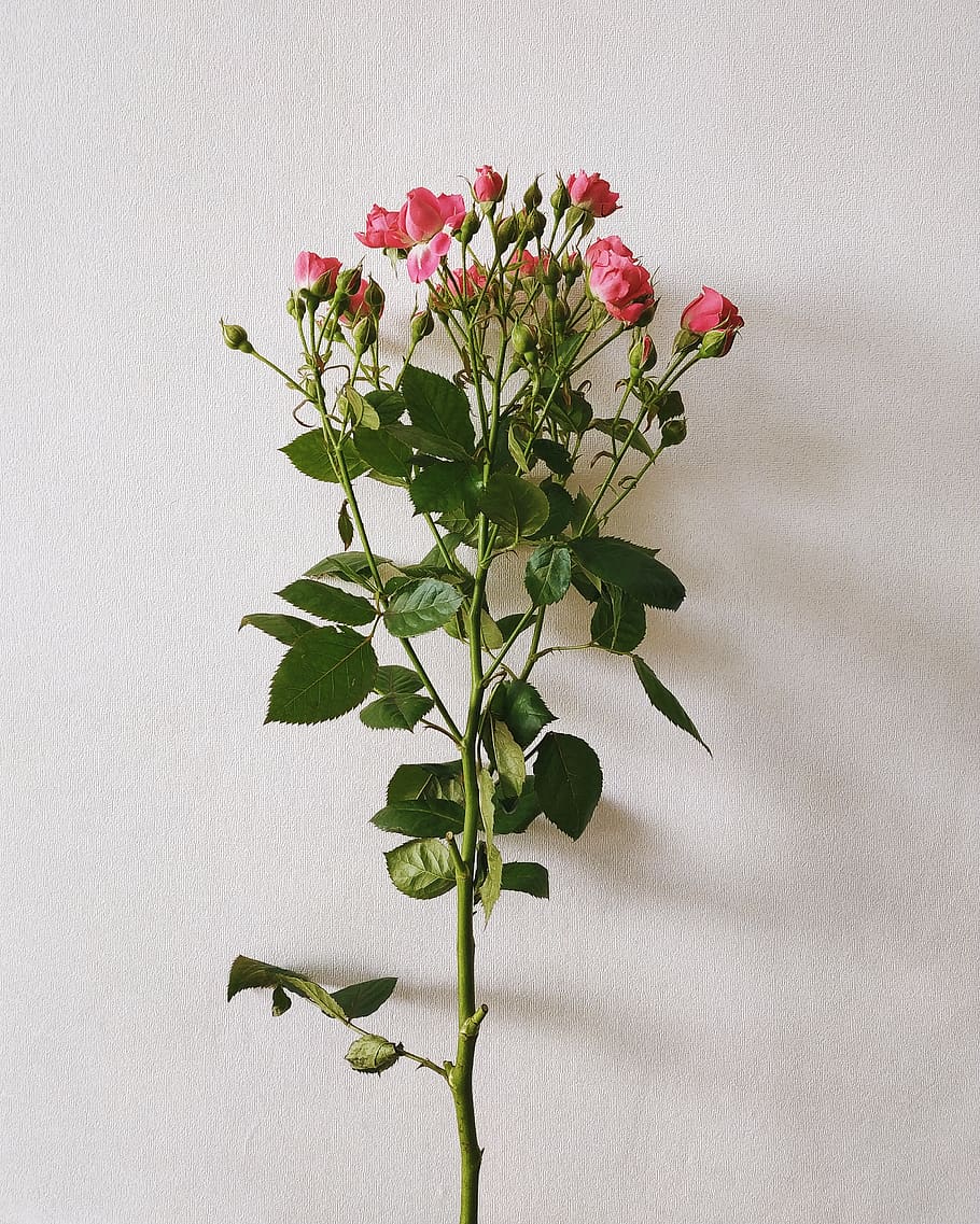 plant, flower, plant part, leaf, flowering plant, freshness HD wallpaper