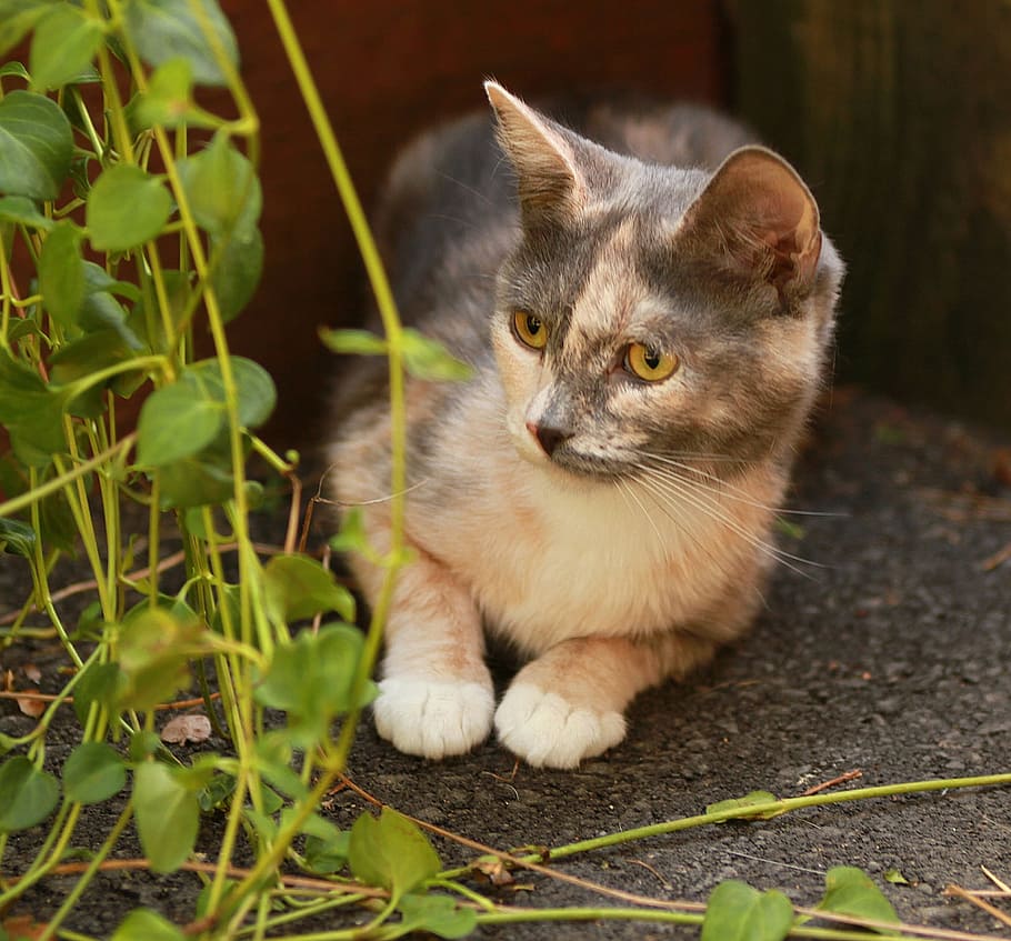 kitten, cat, animal, pet, loyal, friend, animal themes, mammal HD wallpaper