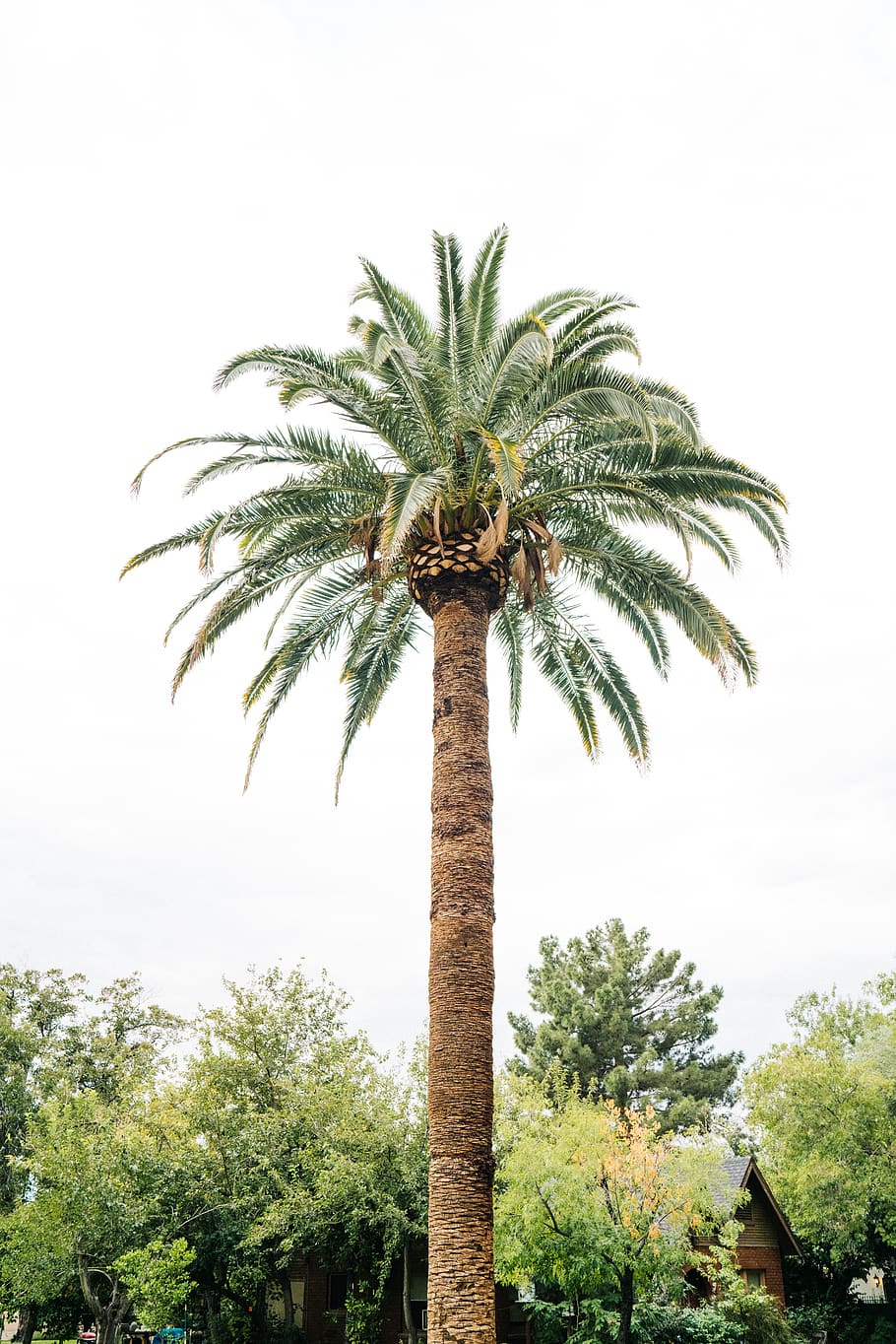 palm tree near trees, plant, tropical climate, growth, sky, nature HD wallpaper