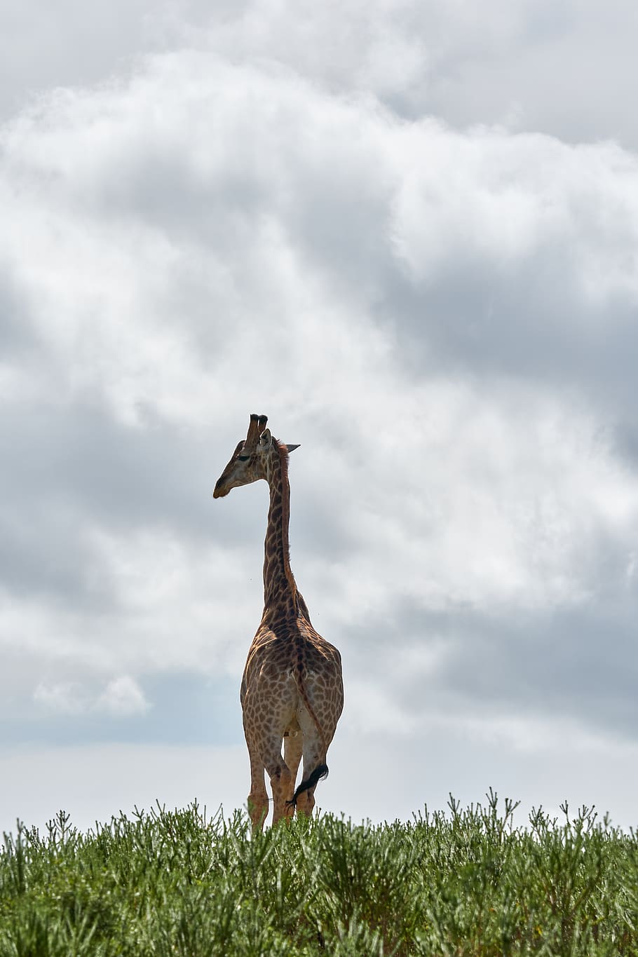 giraffe standing on grass field, cloud - sky, animal themes, animal wildlife HD wallpaper