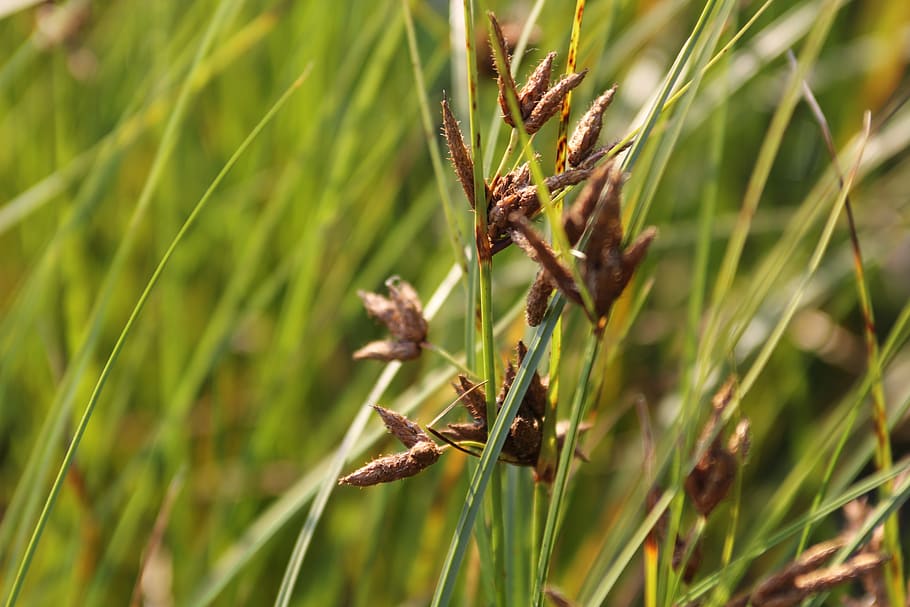 moldova, olanesti, nature, green, forest, closeup, grass, plant HD wallpaper