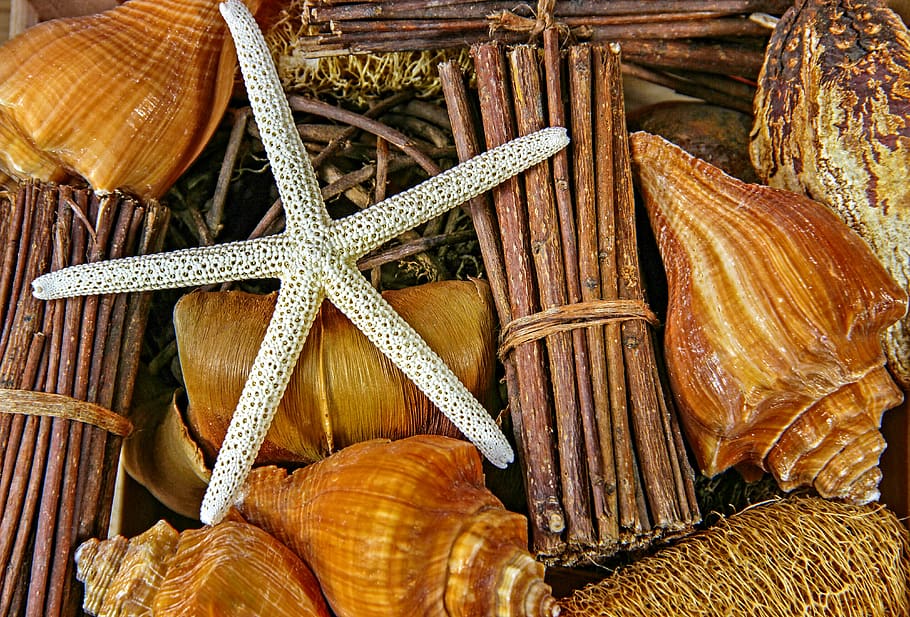 sea, snails, casing, starfish, still life, animal, nature, shell HD wallpaper