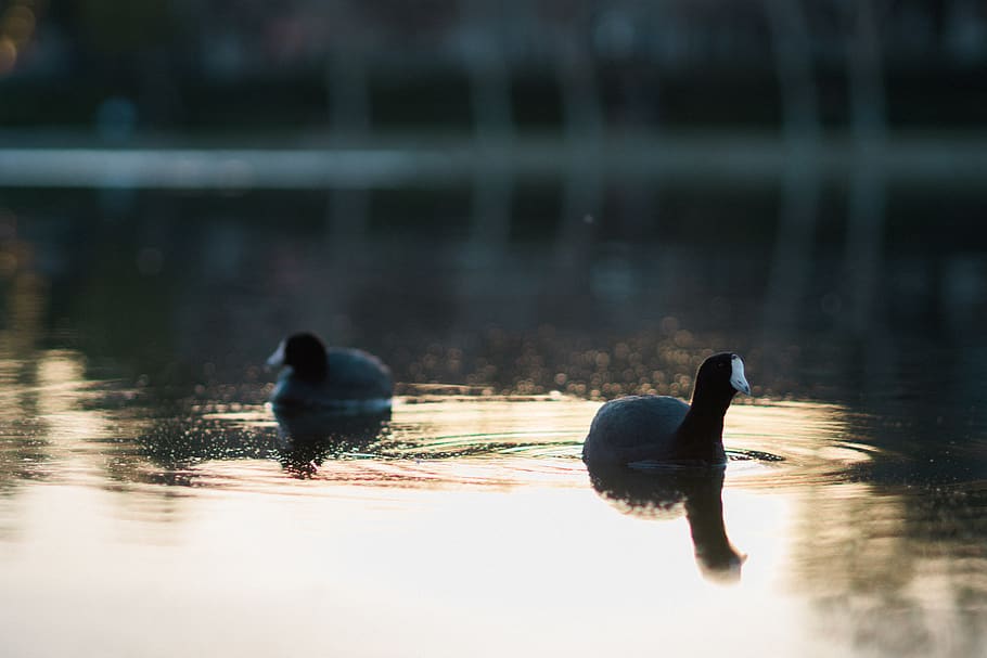 pond, lake, ducks, birds, water, glare, sun, film, portra, animals in the wild HD wallpaper