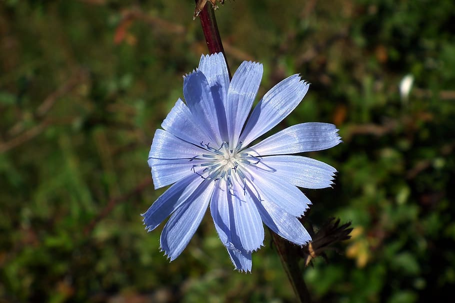 flower field, blue, nature, blooming, the petals, summer, vulnerability HD wallpaper