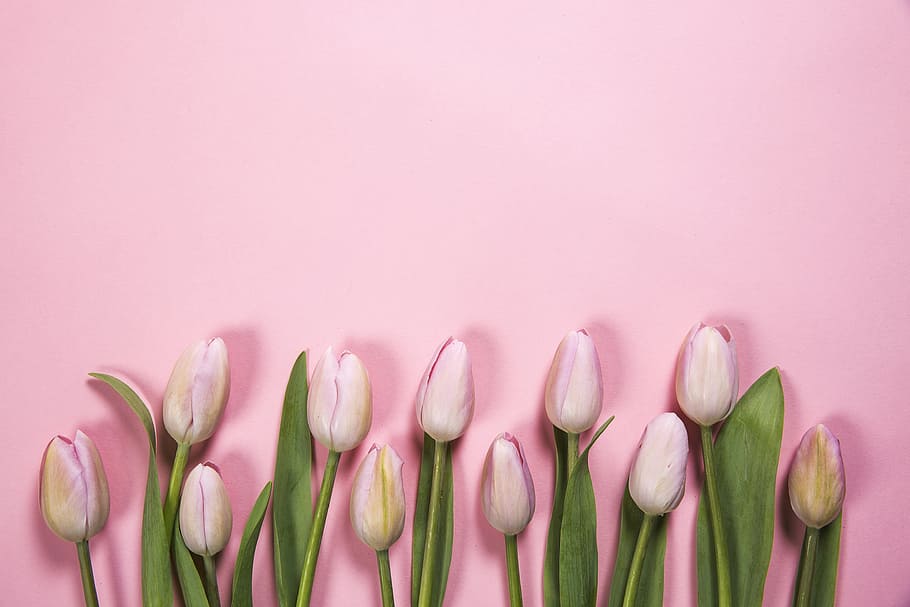 Pink Spring Flowers Photo, Backgrounds, Seasons, Tulip, pink color HD wallpaper