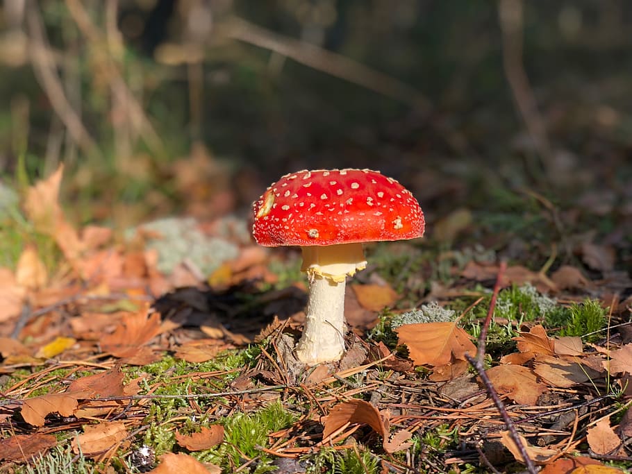 mushroom, deadly, poison, wild, red, cap, mushrooms, toxic HD wallpaper