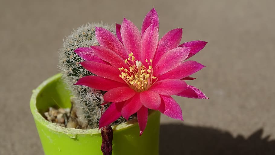 flower, plant, nature, flowering plant, vulnerability, freshness HD wallpaper