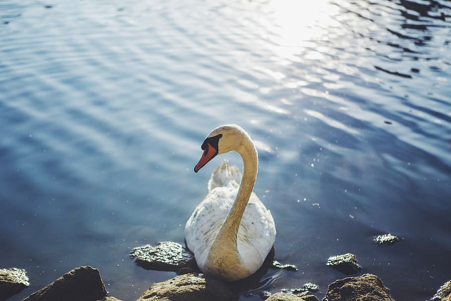 swan, lake, graceful, sunset, glow, beauty, animal, water, animals in the wild HD wallpaper