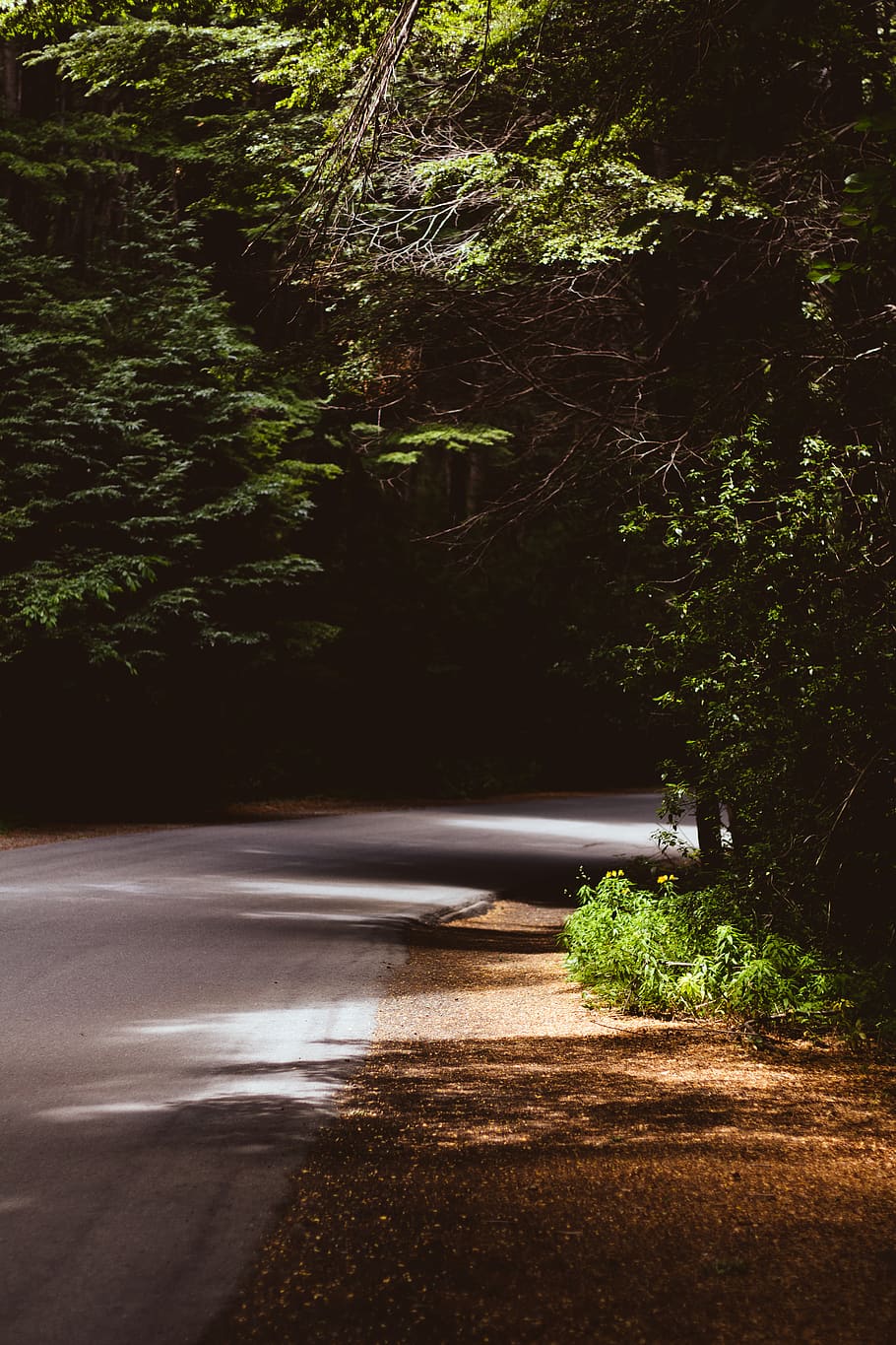 empty road covered with tree leaves during daytime, plant, nature HD wallpaper
