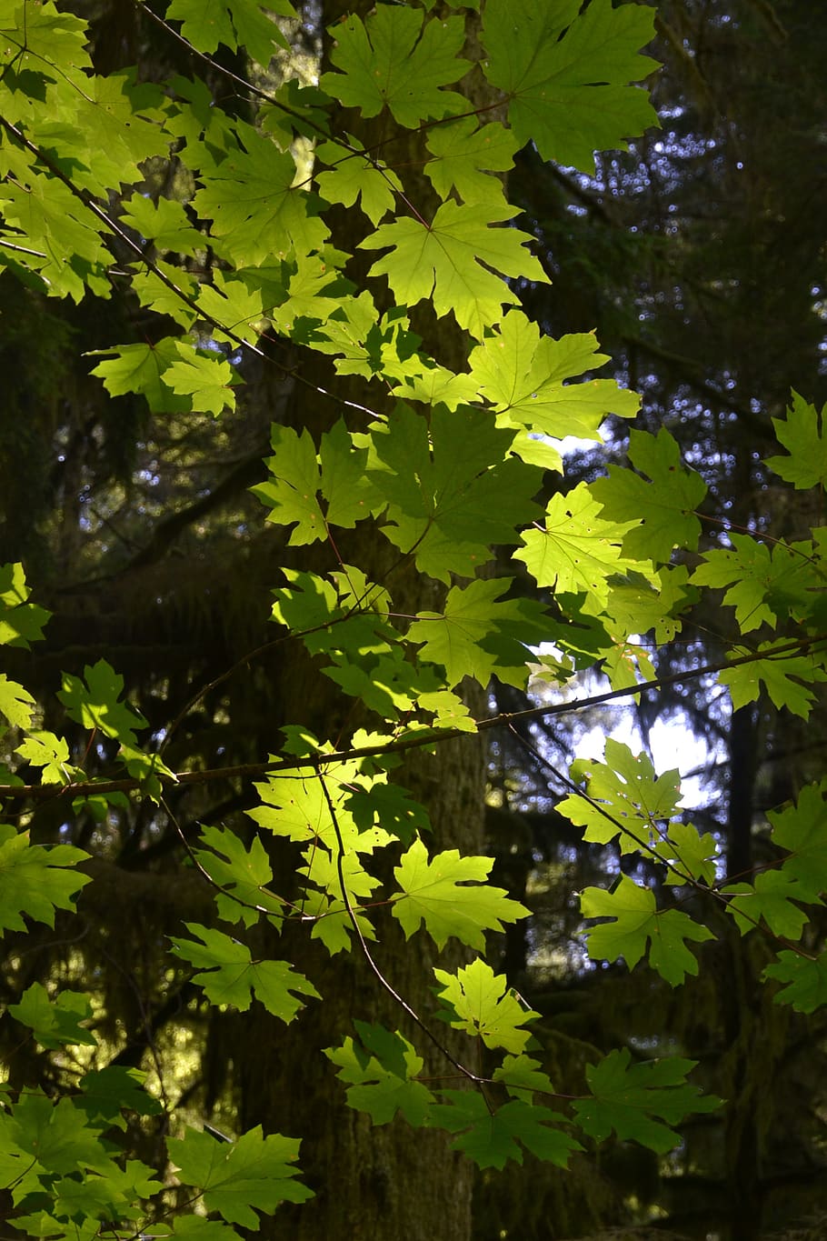 leaves, foliage, tree, autumn, leaf, nature, outdoors, environment HD wallpaper