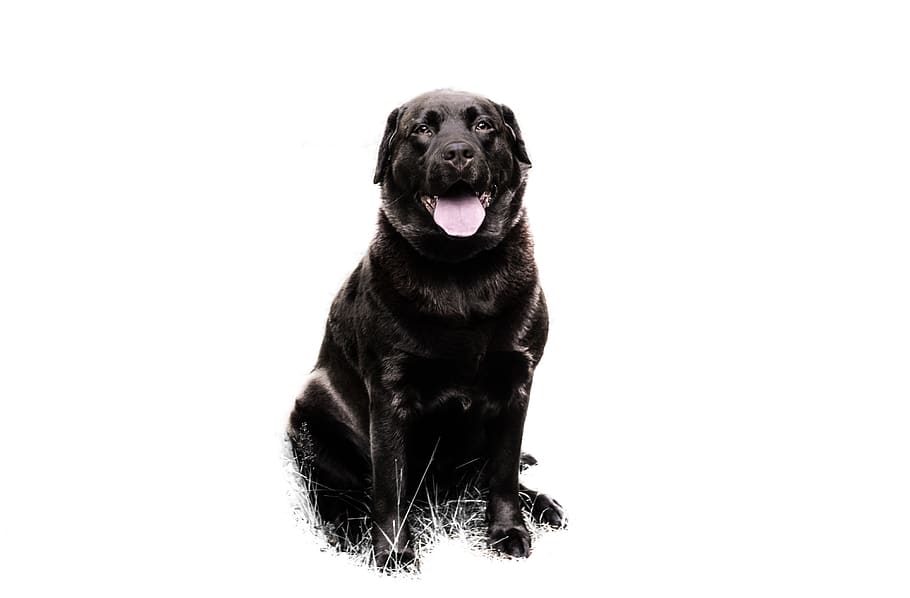 labrador, single, brown, dog, fun, animal, white, funny, sweet HD wallpaper