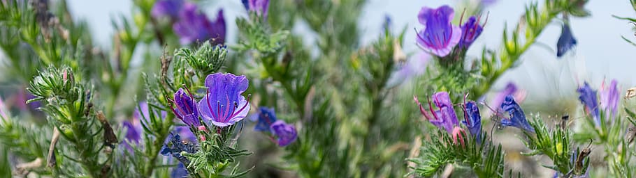 flower, blue, violet, blossom, bloom, nature, plant, summer HD wallpaper