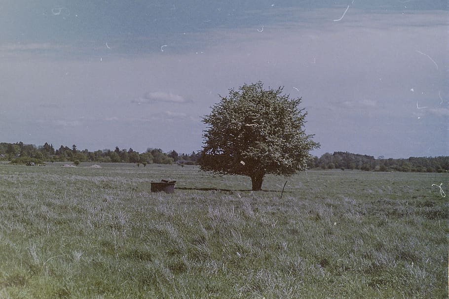 germany, rangsdorf, old, classic, tree, analog, film, landscape HD wallpaper