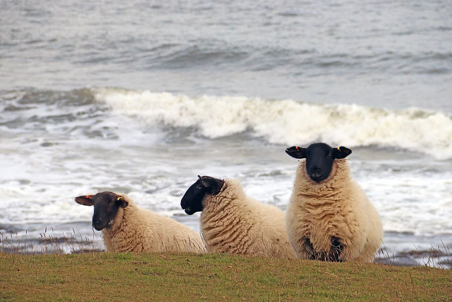 sheep, beach, sea, nature, landscape, coast, wave, cute, grass, HD wallpaper