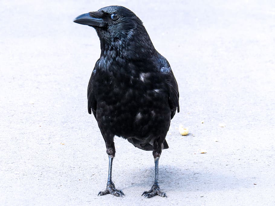 animal, bird, raven, crow, curiosity, trust, animal themes HD wallpaper
