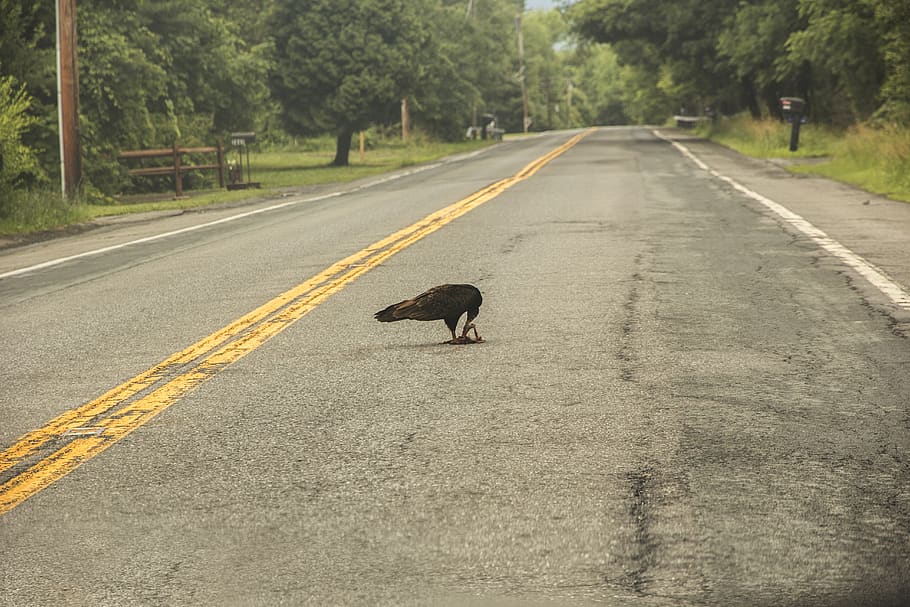eagle, lunch, wild, one animal, animal themes, road, vertebrate HD wallpaper