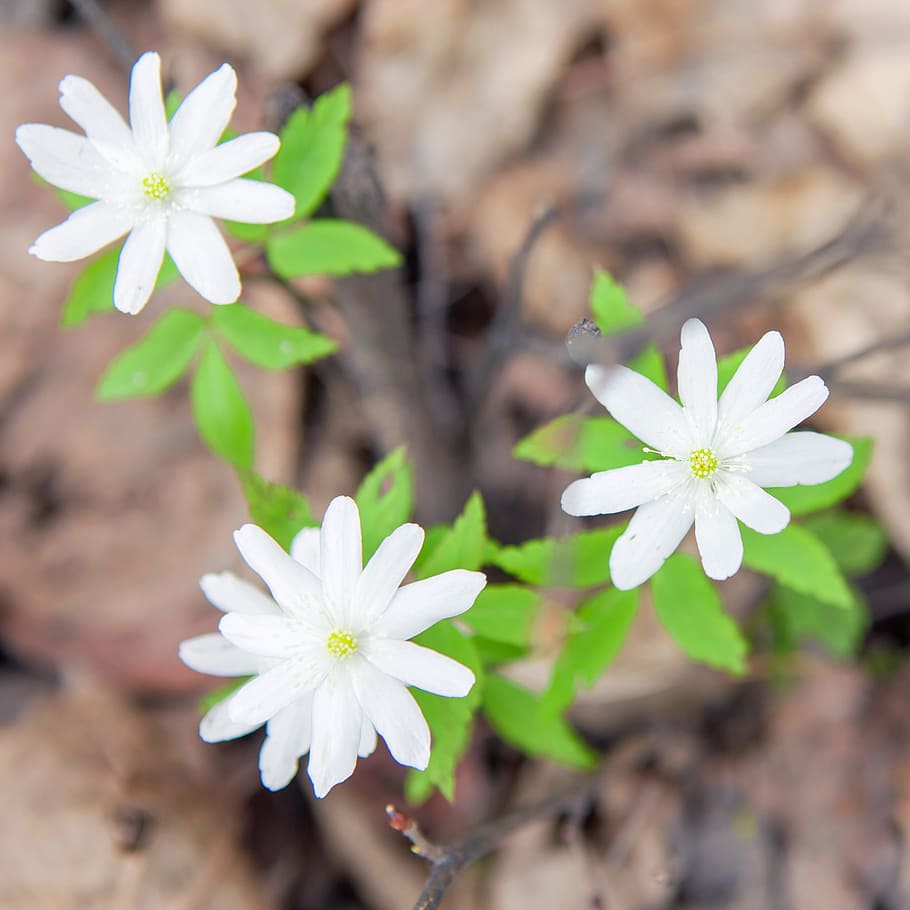 flowers, beautiful, blossom, bright, bunch, closeup, detail HD wallpaper