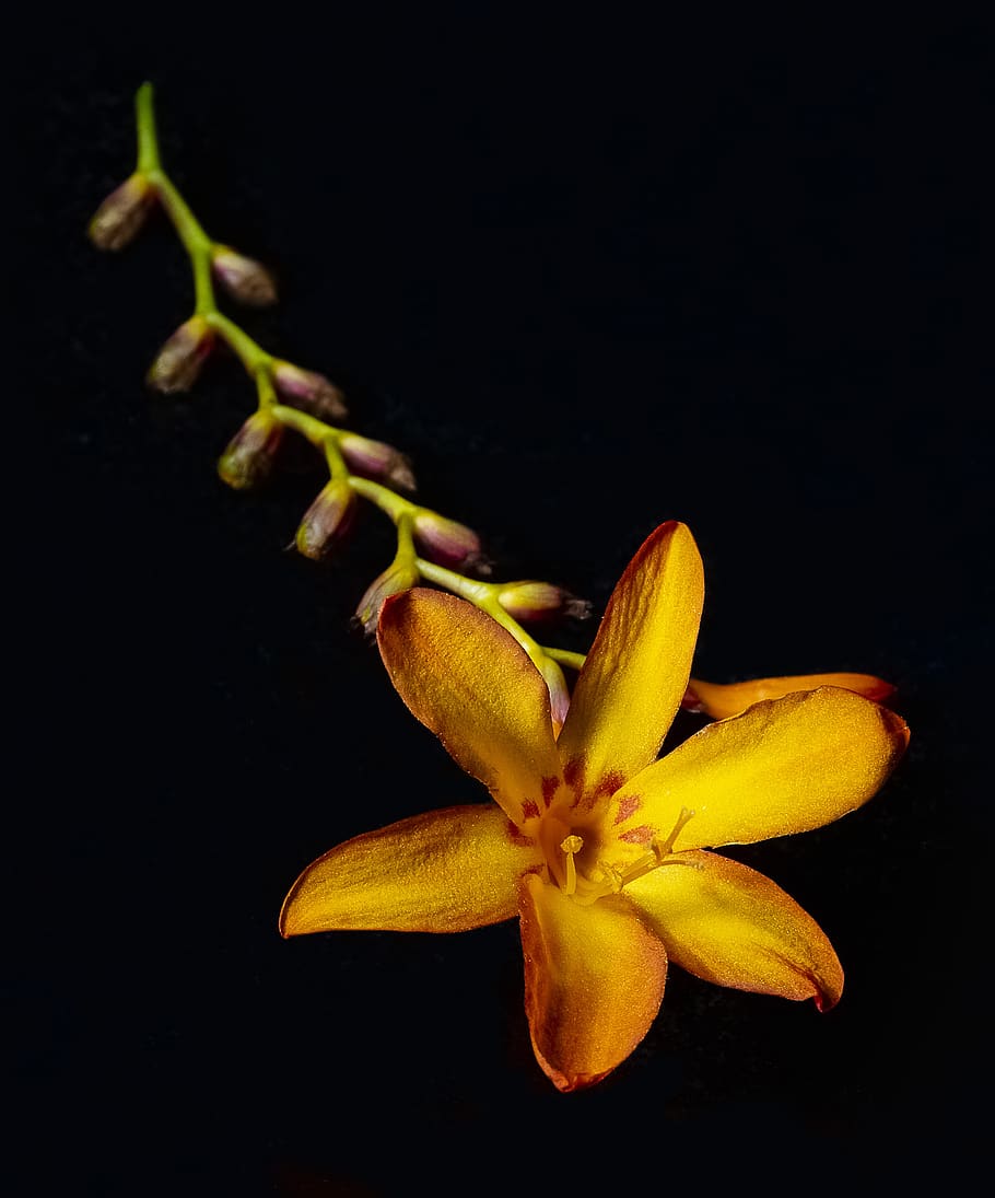 flower, lowkey, plant, blossom, bloom, dark, nature, black HD wallpaper