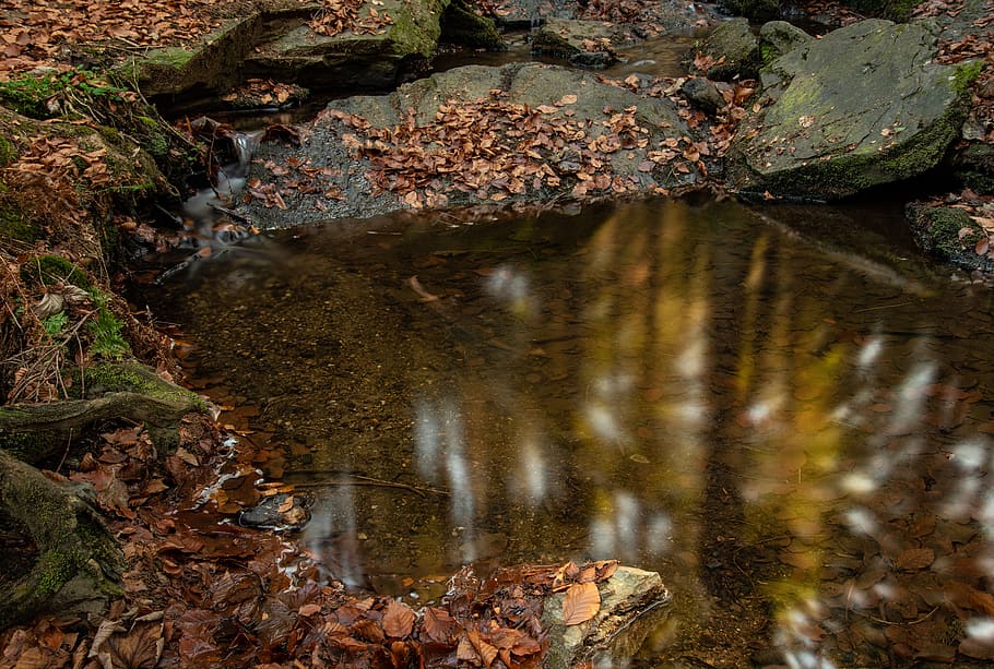 autumn, forest, leaves, water, nature, reflection, water-level HD wallpaper