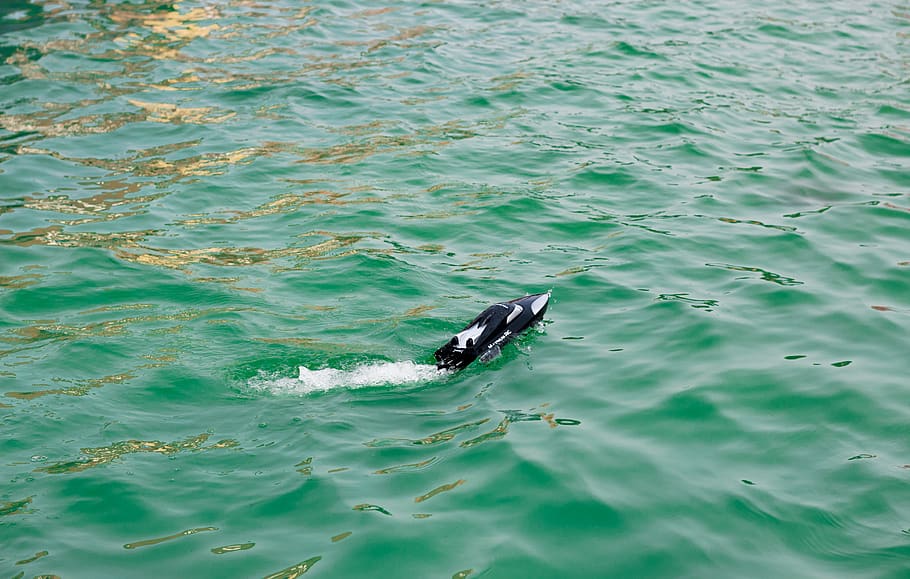 miniature, speed, boat, black, white, race, pool, aerial, animal themes HD wallpaper