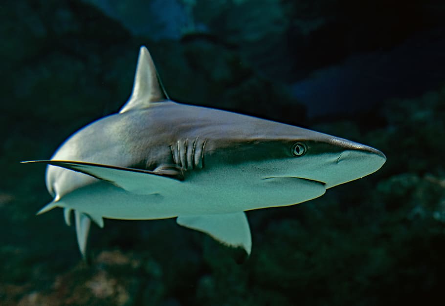 selective focus photography of shark, animal, swim, underwater