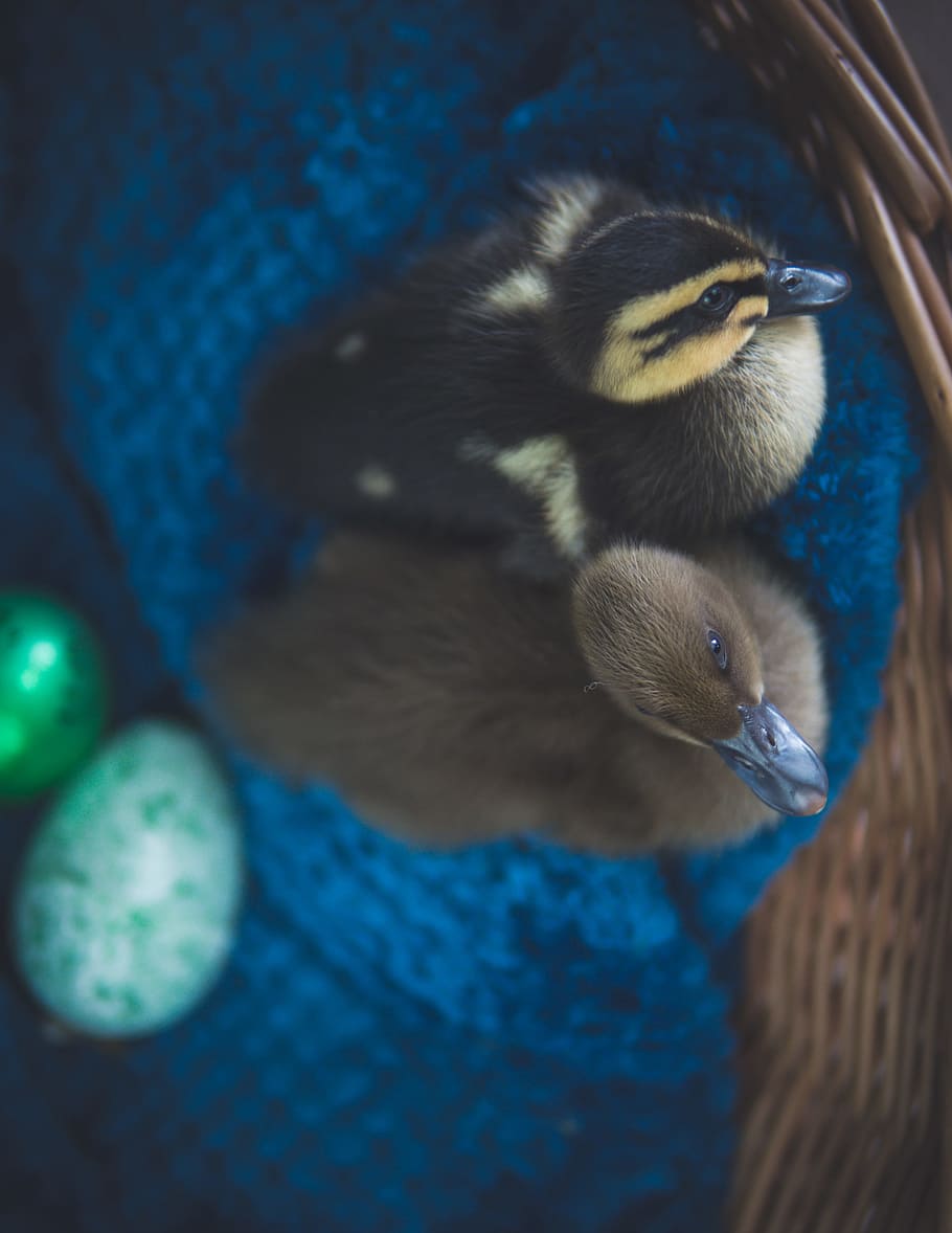 Two Black and Brown Ducks, beak, bird, blur, close-up, color HD wallpaper