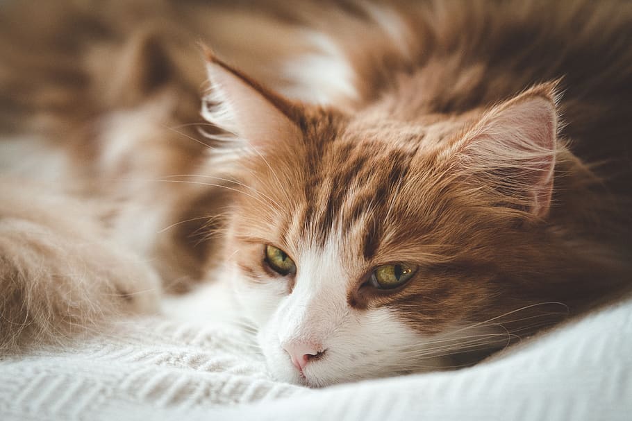 mammal, one animal, domestic cat, animal themes, pets, domestic animals HD wallpaper
