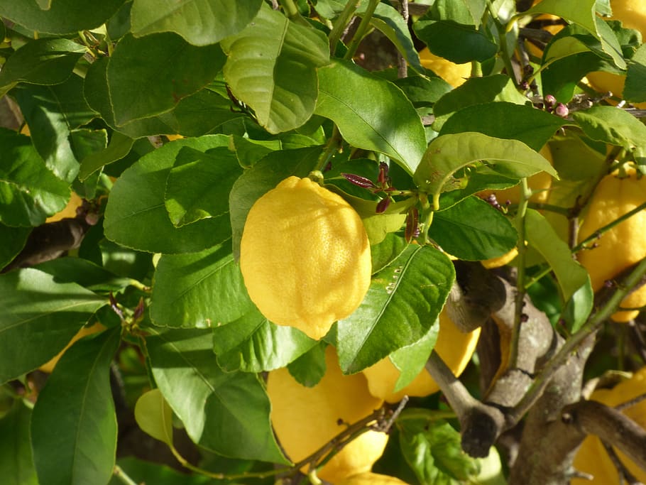 lemon, tree, fruit, citrus, leaves, leaf, plant part, food and drink HD wallpaper