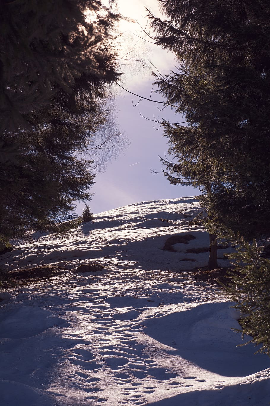 nature, snow, winter, spring, trees, away, traces, plant, beauty in nature HD wallpaper