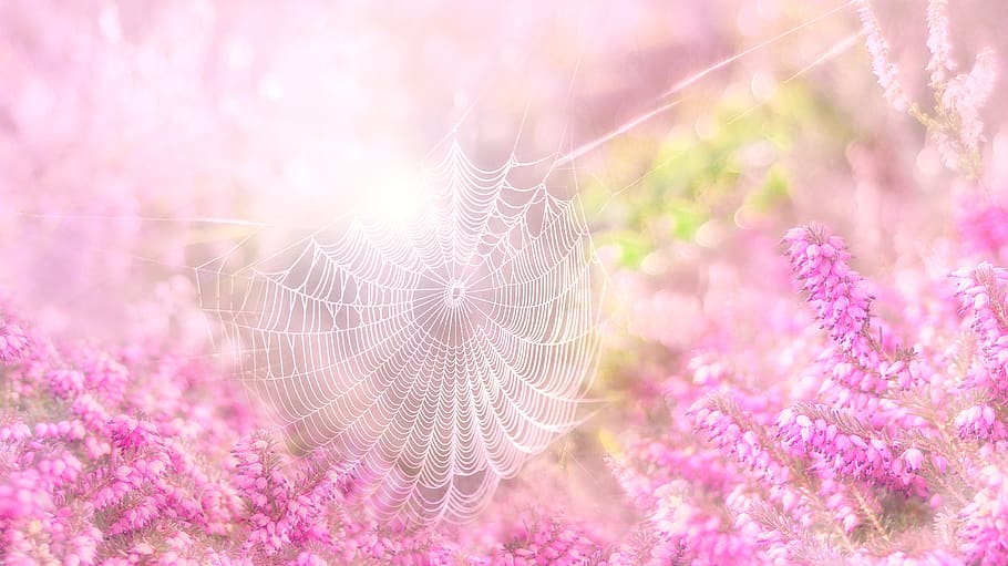 flowers, erika, heather, pink, garden, plant, close up, bloom HD wallpaper