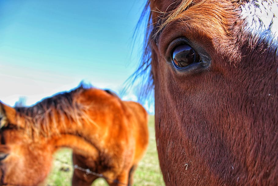 horse, eye, up close, brown, grazing, levee, nature, cute, equestrian HD wallpaper
