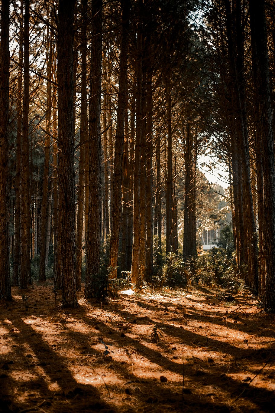 Forest , environment, nature, shadows, trees, woods, land, plant HD wallpaper