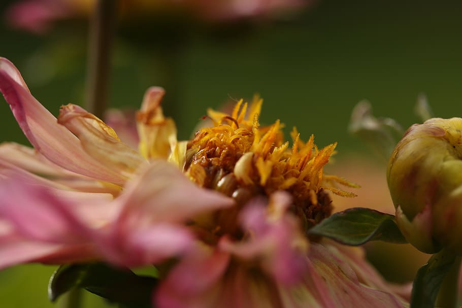 dead, flower, autumn, decay, flowering plant, vulnerability HD wallpaper