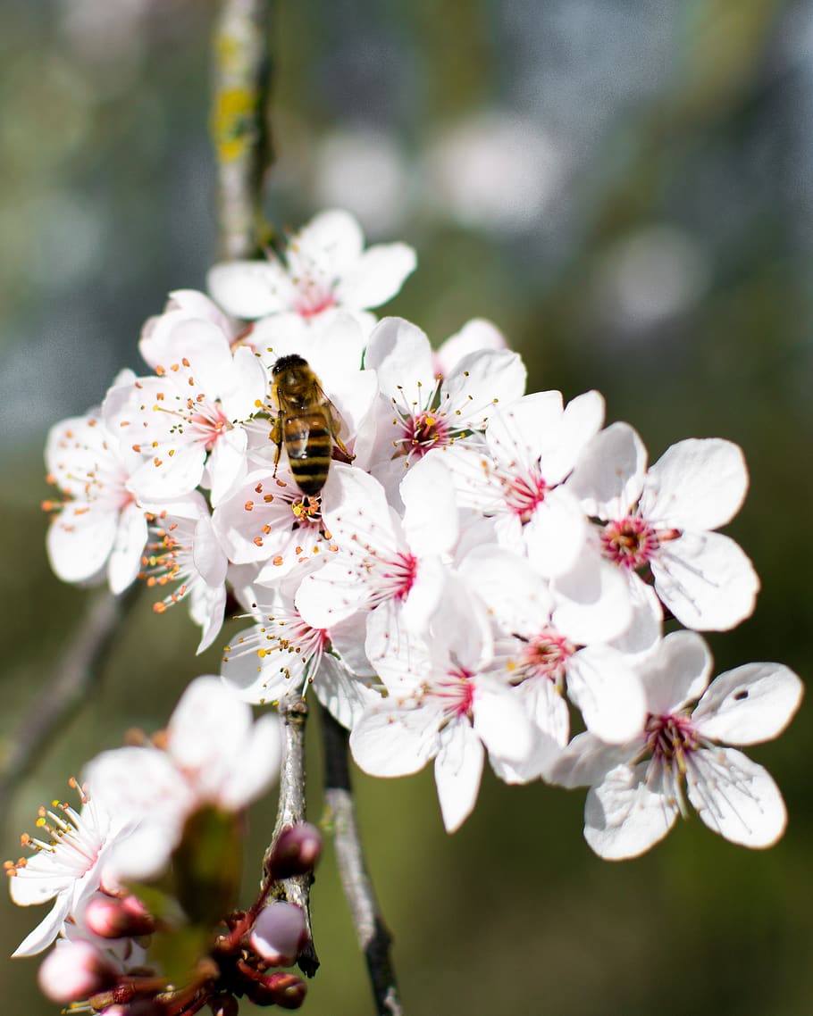 plant, pollen, hornet, wasp, invertebrate, insect, bee, animal HD wallpaper