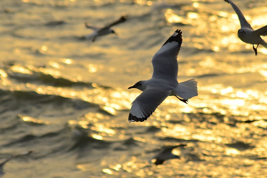 seabird, birds, bangladesh, evening, flying, natural, skyscraper, HD wallpaper