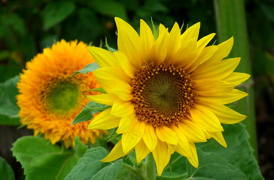 flower, sunflower, yellow, summer, macro, nature, the petals HD wallpaper