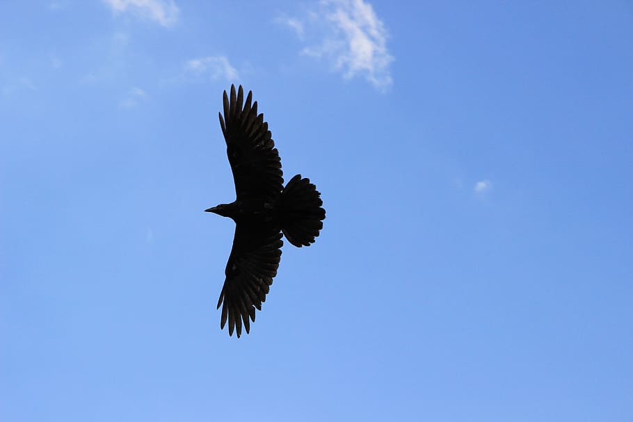 dom, opened wings, flying, sky, bird, black bird, crow, animal wildlife HD wallpaper
