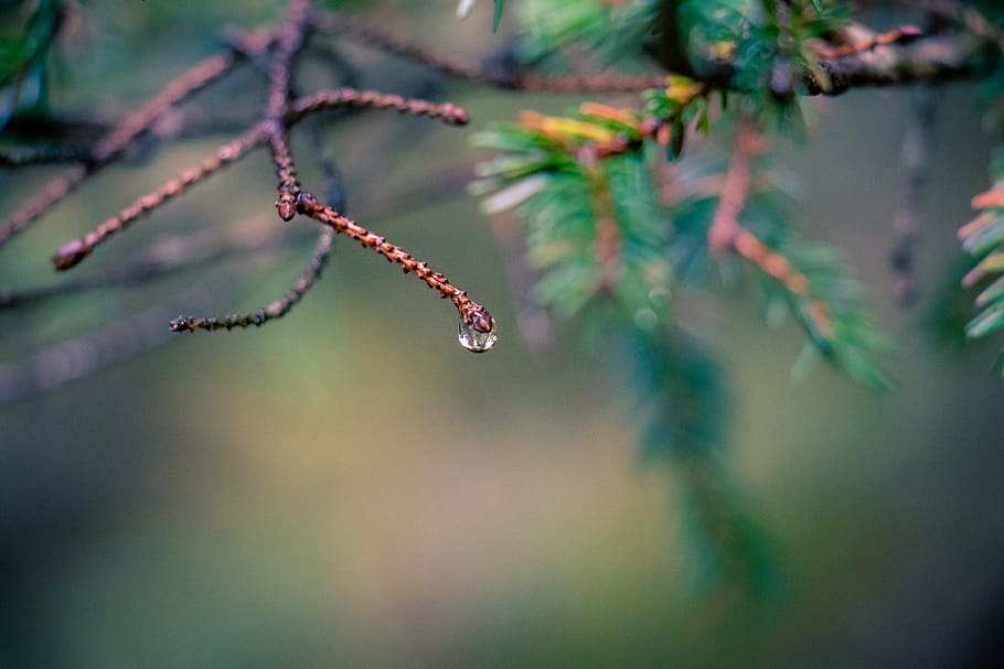 italy, tarvisio, plant, growth, water, beauty in nature, close-up HD wallpaper