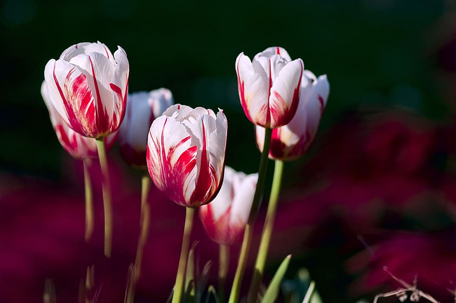 White-and-red Tulip Flowers, bloom, flora, nature, tulips, flowering plant HD wallpaper