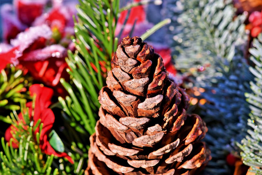 pine cones, tap, conifer, decoration, nature, needles, tree HD wallpaper