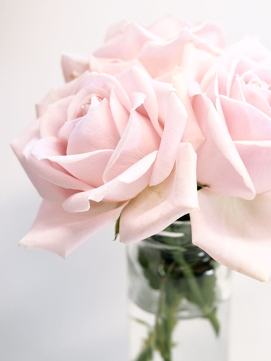 Close-up Photography of Roses, beautiful, bloom, blooming, blossom HD wallpaper