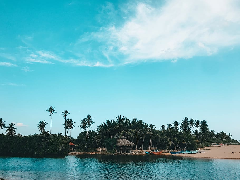 green coconut trees on island, outdoors, nature, sea, water, ocean HD wallpaper