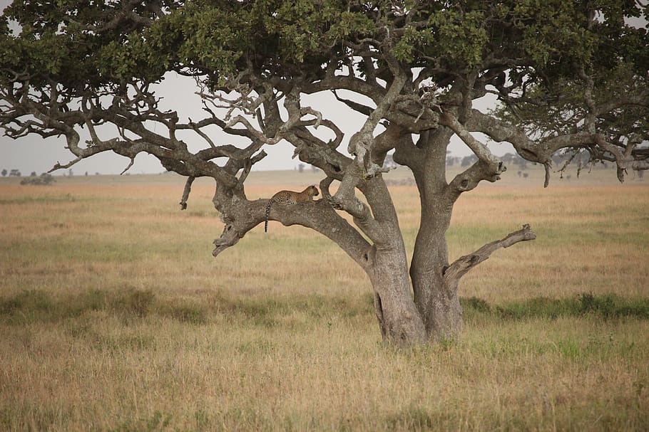 leopard, plant, tree, grass, field, nature, no people, day HD wallpaper