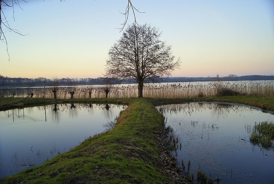 tree, abendstimmung, mood, sunset, landscape, evening, evening sky HD wallpaper