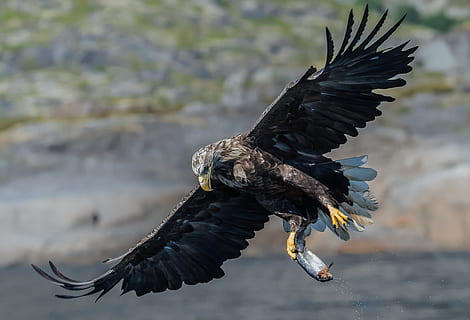 eagle, white tailed eagle, bird, predator, the white-tailed eagle HD wallpaper