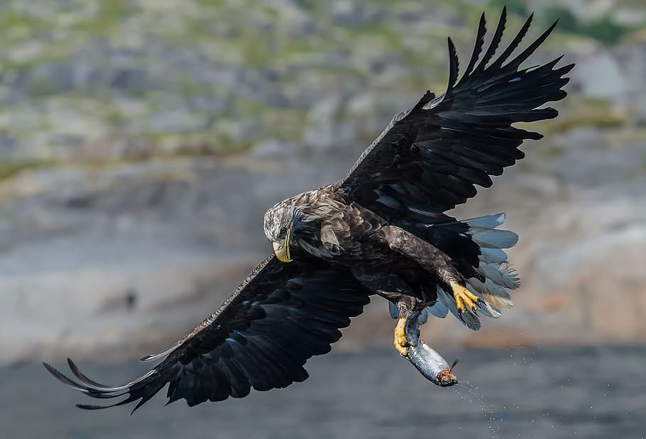 eagle, white tailed eagle, bird, predator, the white-tailed eagle HD wallpaper