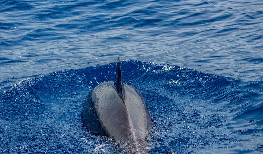 dolphins, ocean, mammal, headband, fish, nature, sea, water HD wallpaper